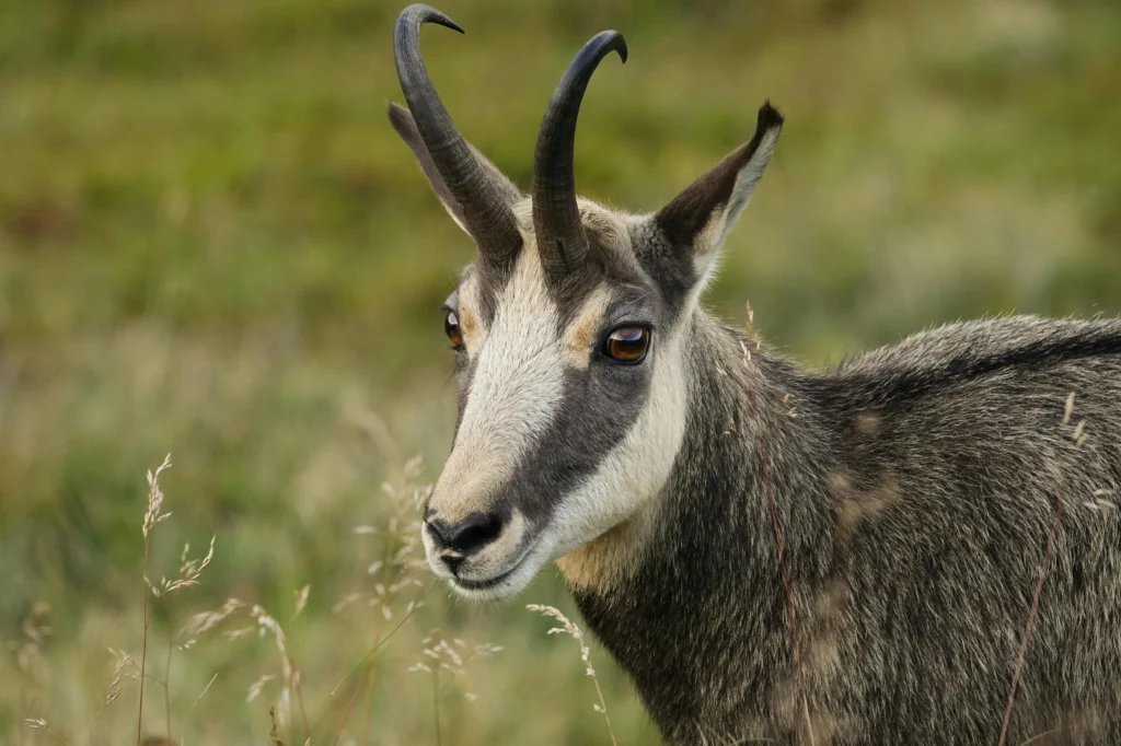 Miser sur la proximité pour l'immo saisonnier 1 Kamoke Chamois